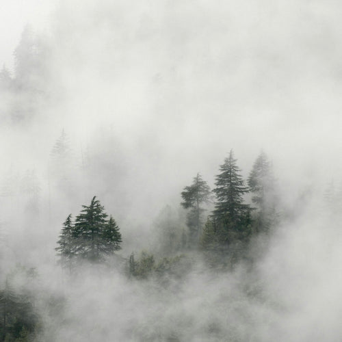 Forest Silence